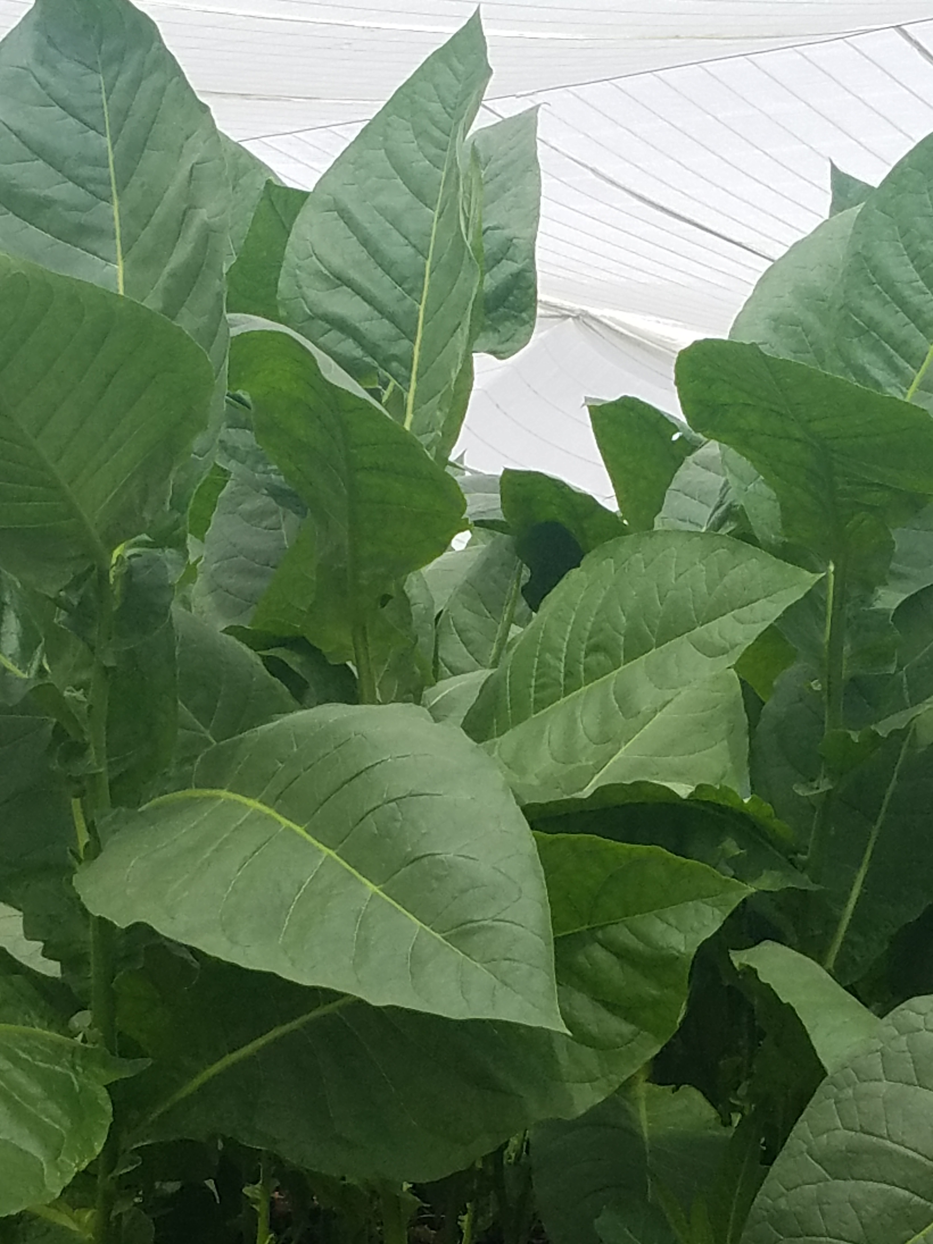 Tabaco Tapado