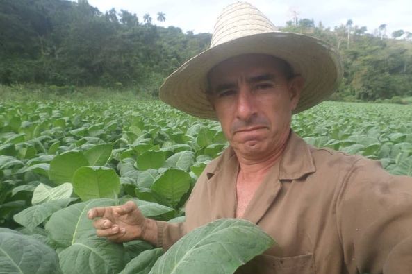 Cumple la Empresa el plan de siembra de tabaco de la Capaña Tabacalera 2021/2022