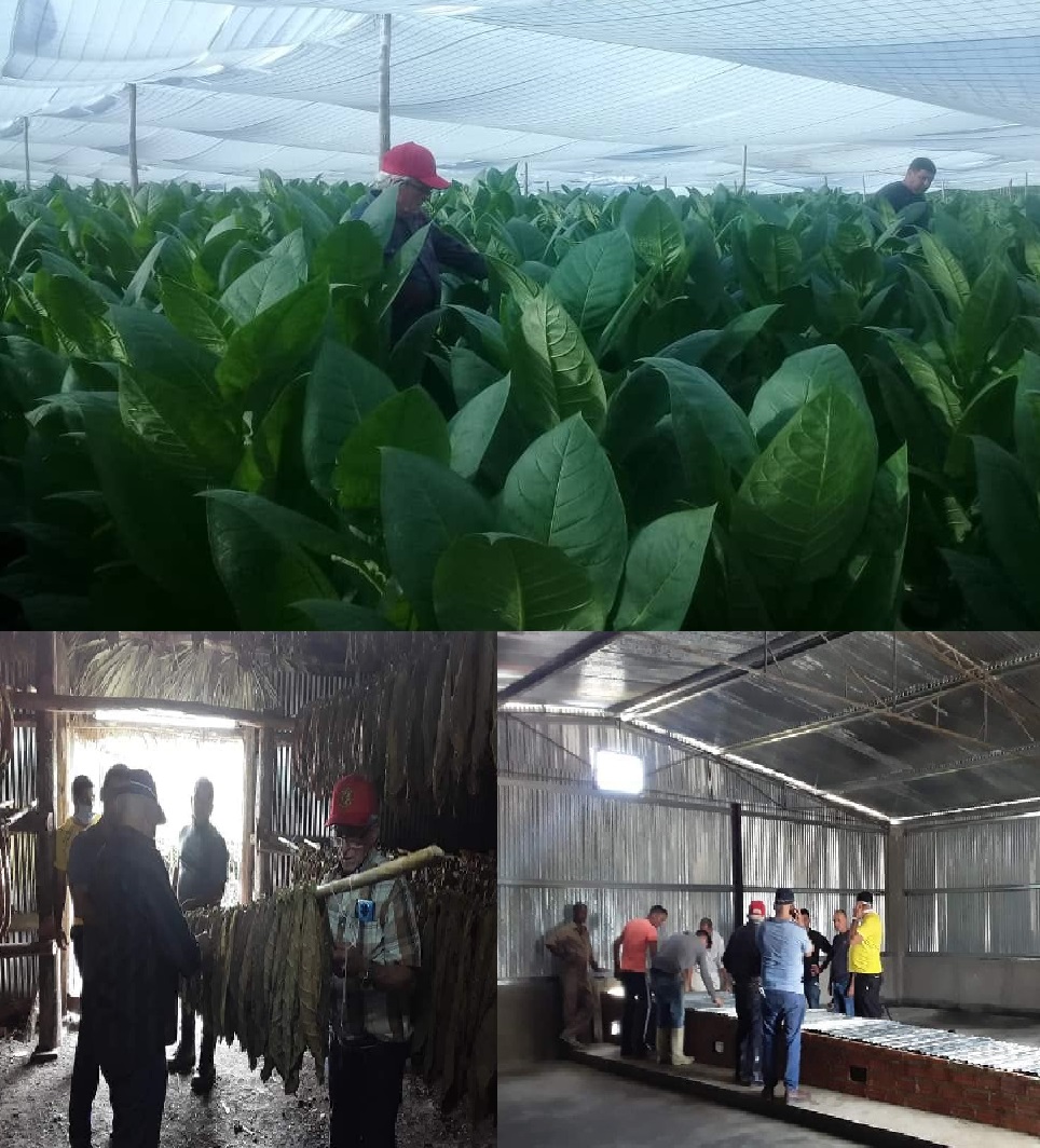 Seguimiento a la aplicación de la ciencia y la tecnología en las nuevas variadades del tabaco